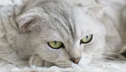 QQ1608100411微信act1322招聘